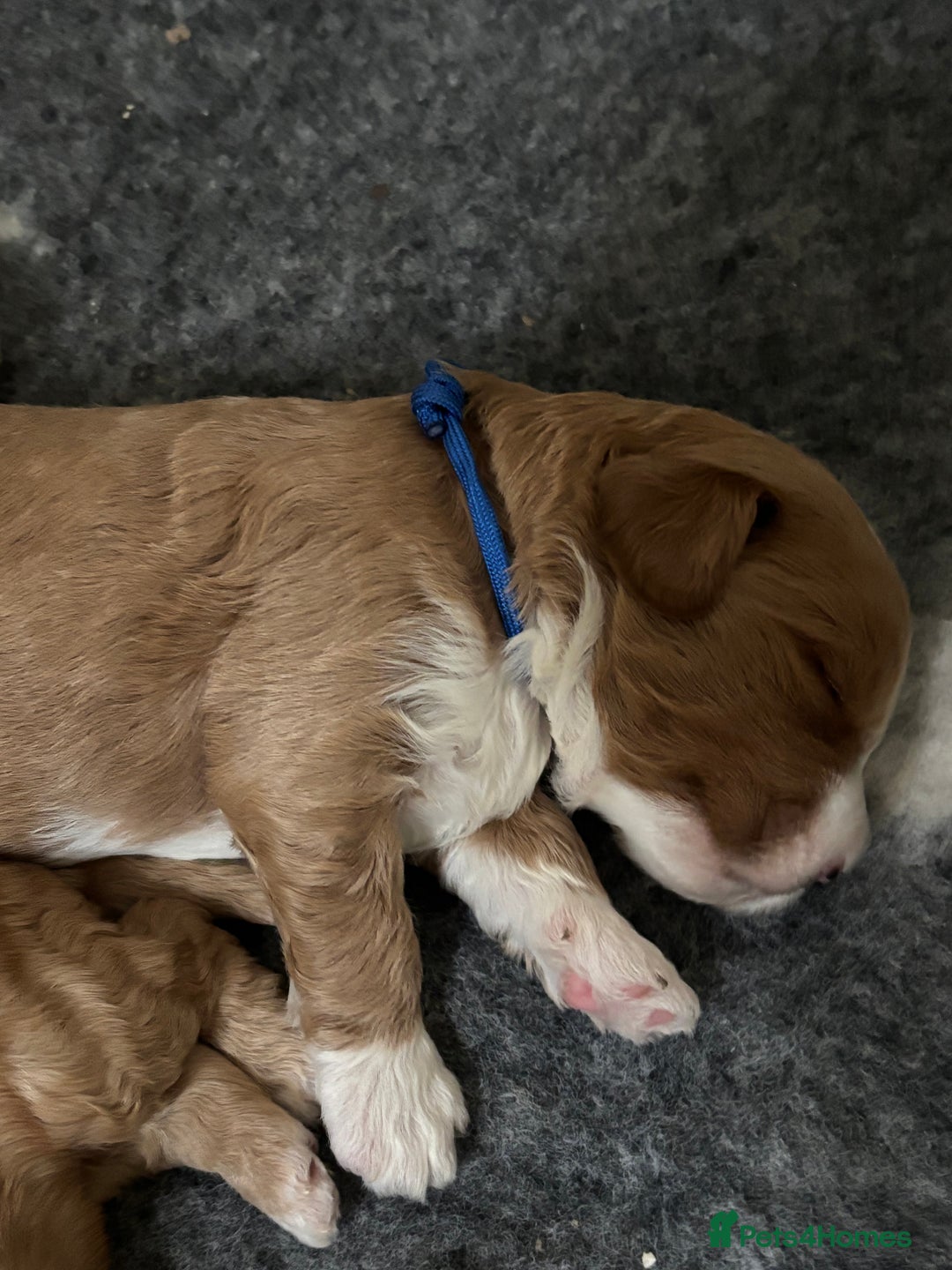 Australian Labradoodle dogs for sale: Pure Australian Labradoodle Puppies ready 30/09/25 - Image 29