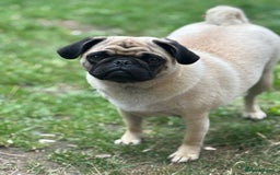 Puggle dogs for sale: Maya pug  - Image 3