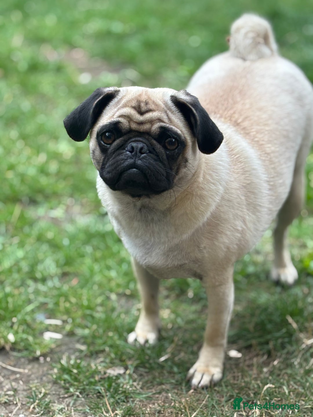 Puggle dogs for sale: Maya pug  - Image 3