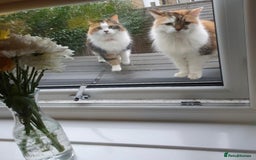 British Longhair cats for sale: Female sisters 🐾 - Image 2