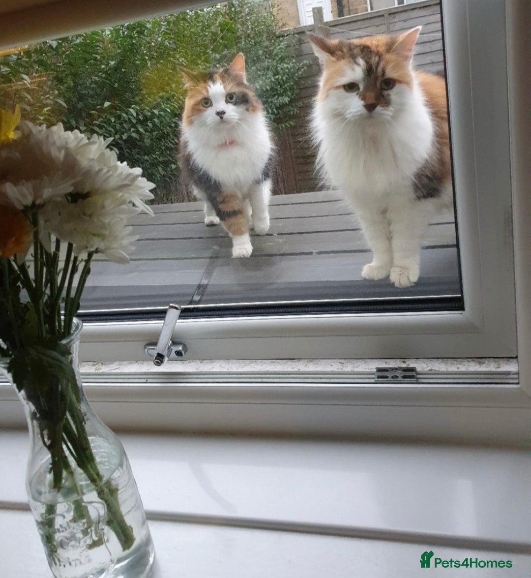 British Longhair cats for sale: Female sisters 🐾 - Image 2