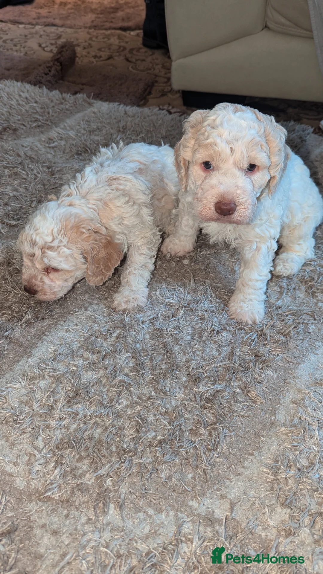 Lagotto Romagnolo dogs for sale: KC registered Laggoto Romangolo Puppies in Lancaster - Advert 2