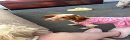 Mixed Breed dogs for sale: Sprocker  in Sunderland - Advert 4