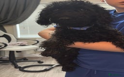 Mixed Breed dogs for sale: Beautiful little girl for sale  - Image 1