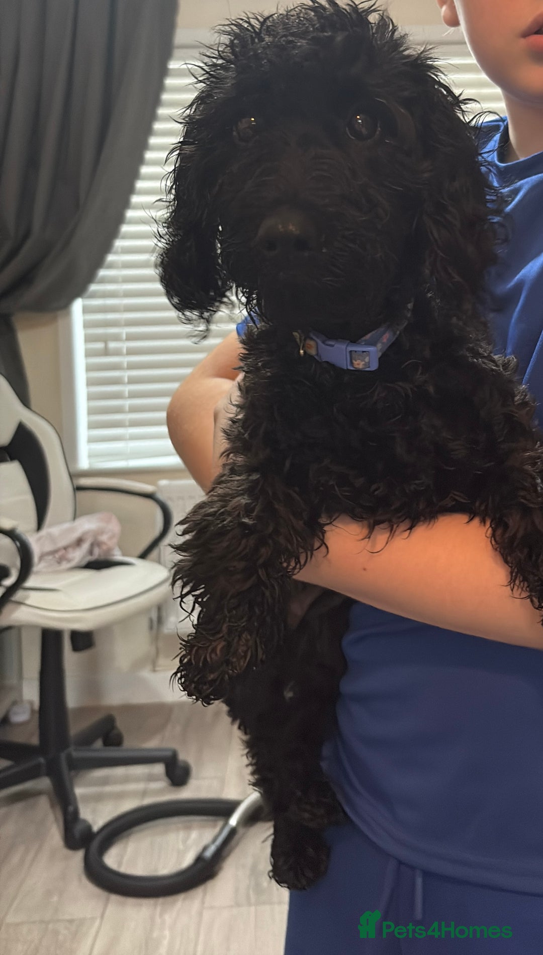 Mixed Breed dogs for sale: Beautiful little girl for sale  - Image 1