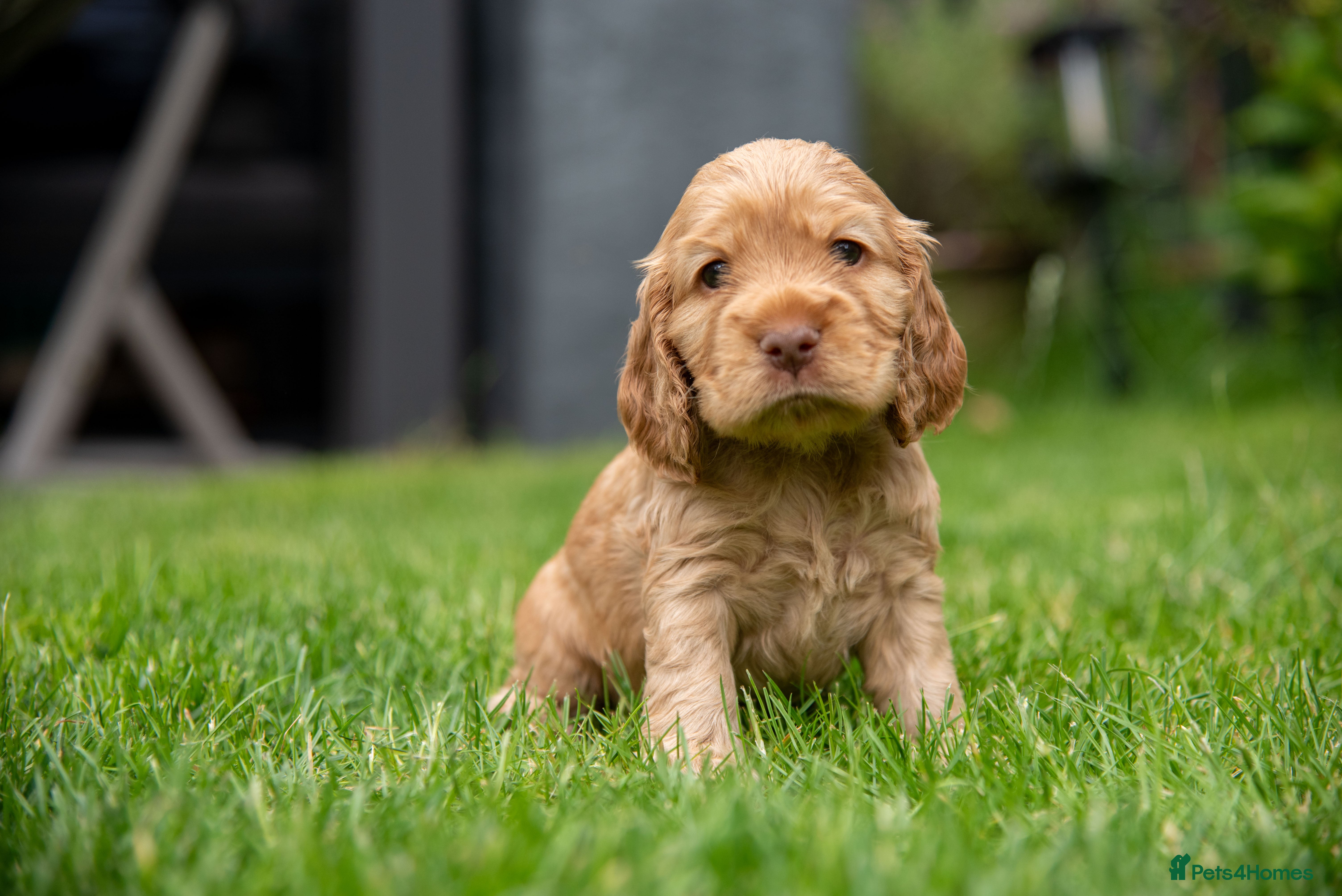 Cocker Spaniel dogs BEST LINES EASTDRAY X SIMBAWOOD STUNNING SHOW PUPS - Advert 2