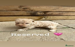 Cockapoo dogs for sale: 1 Stunning chocolate cockapoo - Image 2