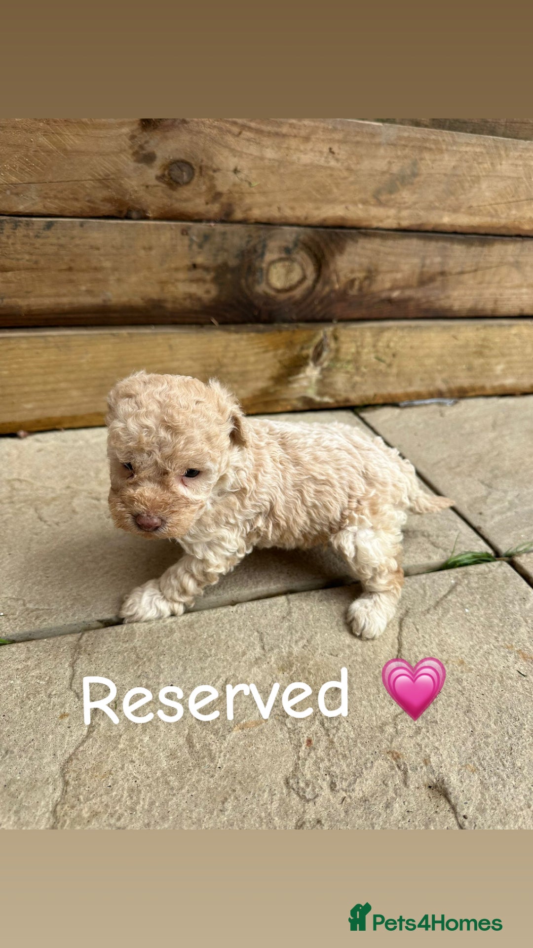 Cockapoo dogs for sale: 1 Stunning chocolate cockapoo - Image 2