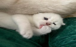 Scottish Fold cats for sale: Scottish Fold Kittens - Image 10
