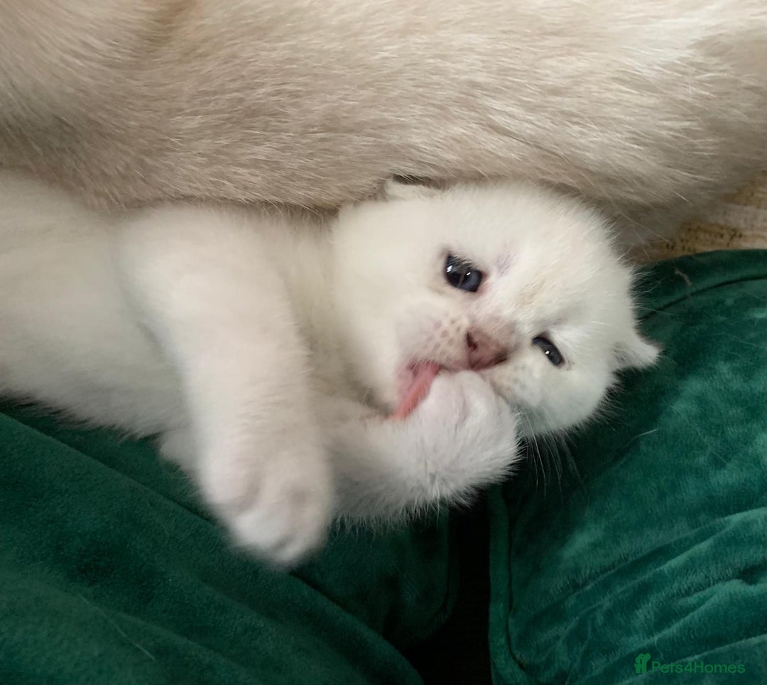 Scottish Fold cats for sale: Scottish Fold Kittens - Image 10