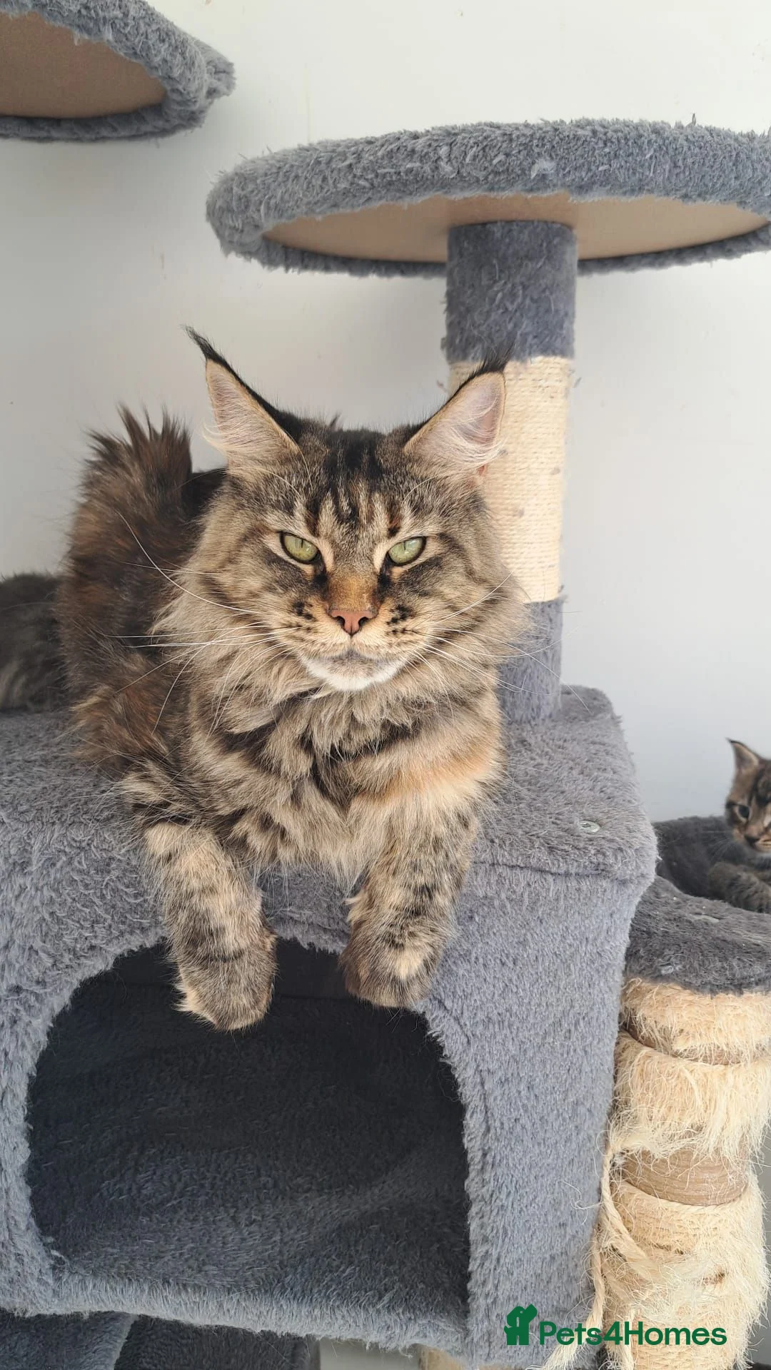 Maine Coon cats for sale: Gorgeous Maine Coon male. Special price now - Advert 6