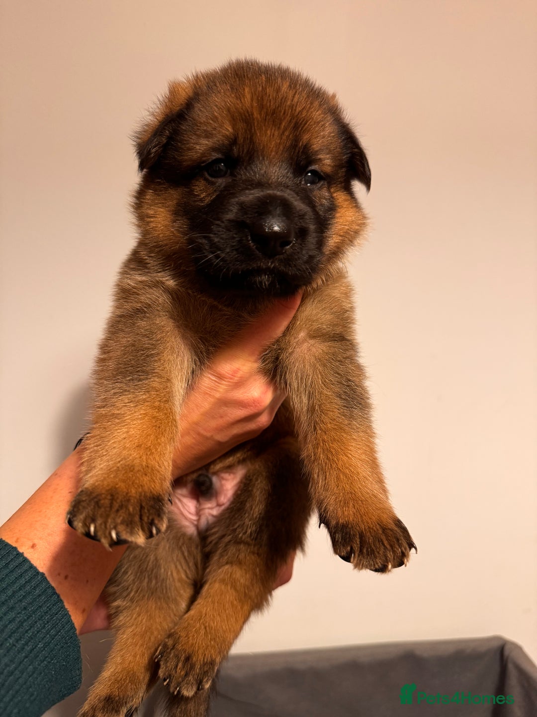 German Shepherd dogs for sale: KC German Shepherd Working line puppies 🐶  - Image 3