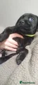 Yellow collar Labrador Retriever 1