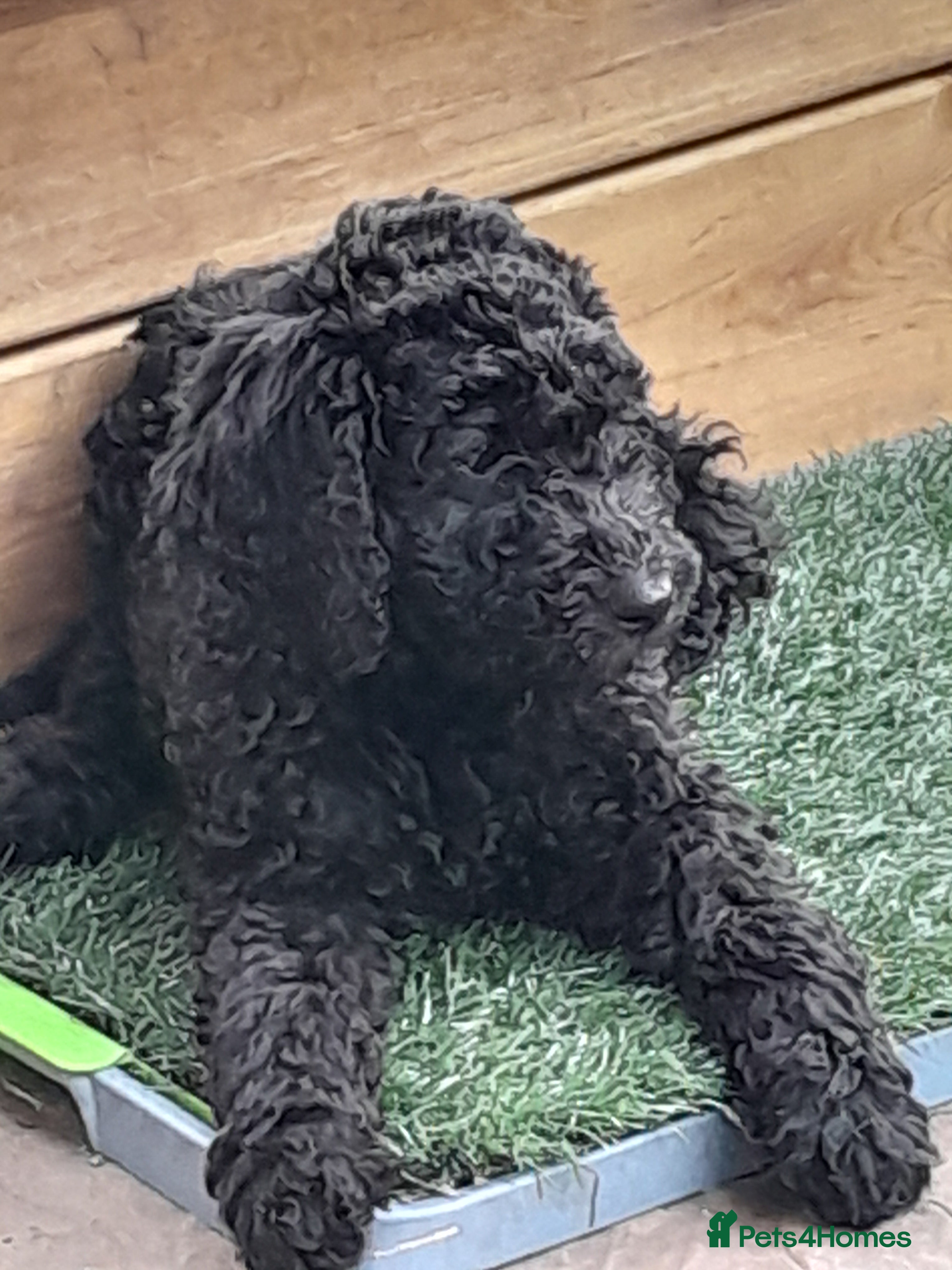 Goldendoodle Puppy 5