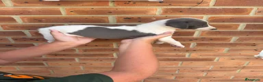 Whippet 6
