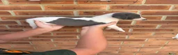 Whippet dogs for sale: Whippet puppies  - Advert 17