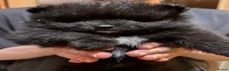 Pomeranian dogs for sale: Beautiful black pomeranian puppies - Advert 4