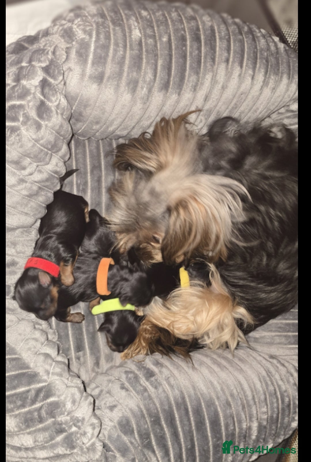 Yorkshire Terrier dogs for sale: Miniature Yorkshire Terrier  - Advert 1