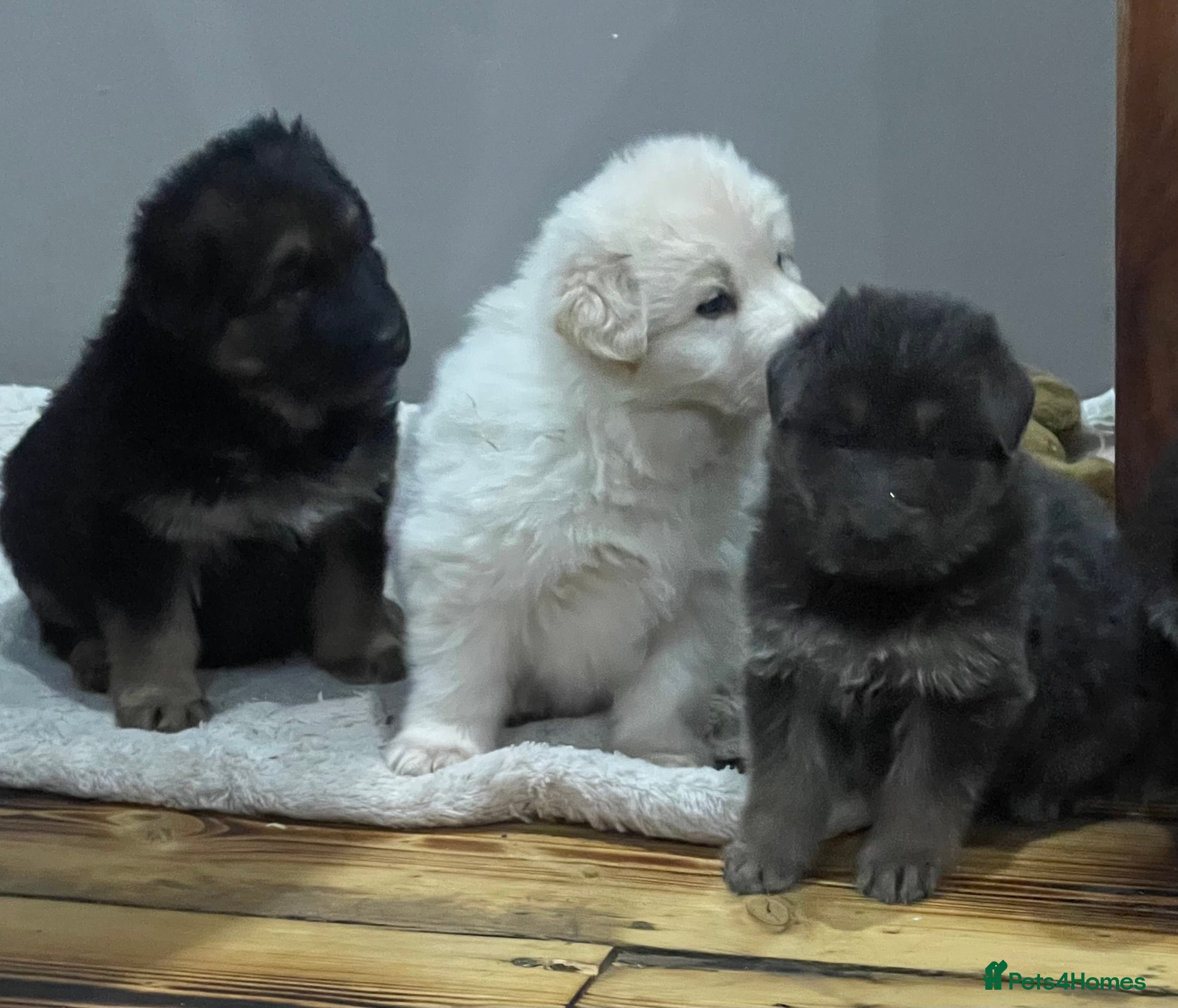 German Shepherd dogs Health tested straight back, long coat puppies  - Advert 16