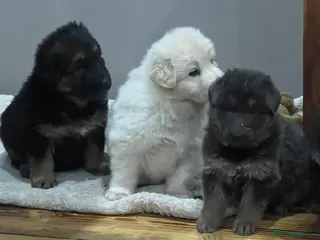 German Shepherd dogs Health tested straight back, long coat puppies - Advert 16