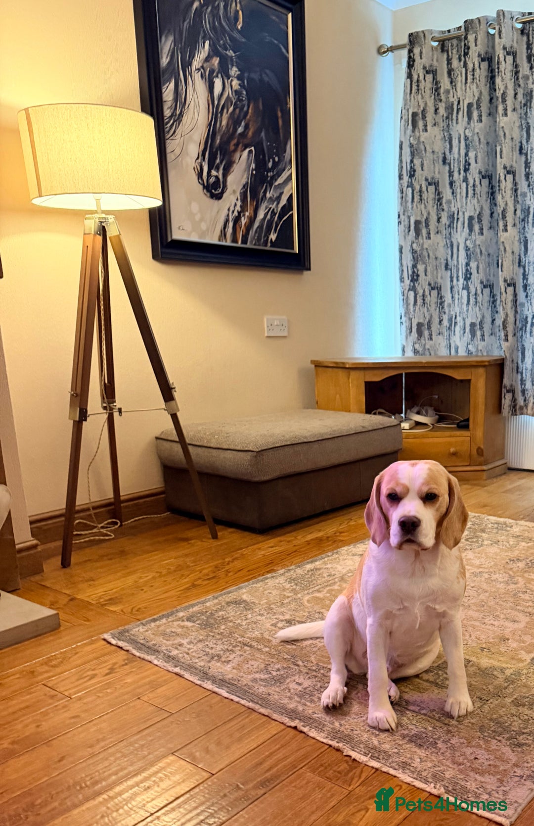 Beagle dogs for sale: Rehoming x2 Beagles  - Advert 3