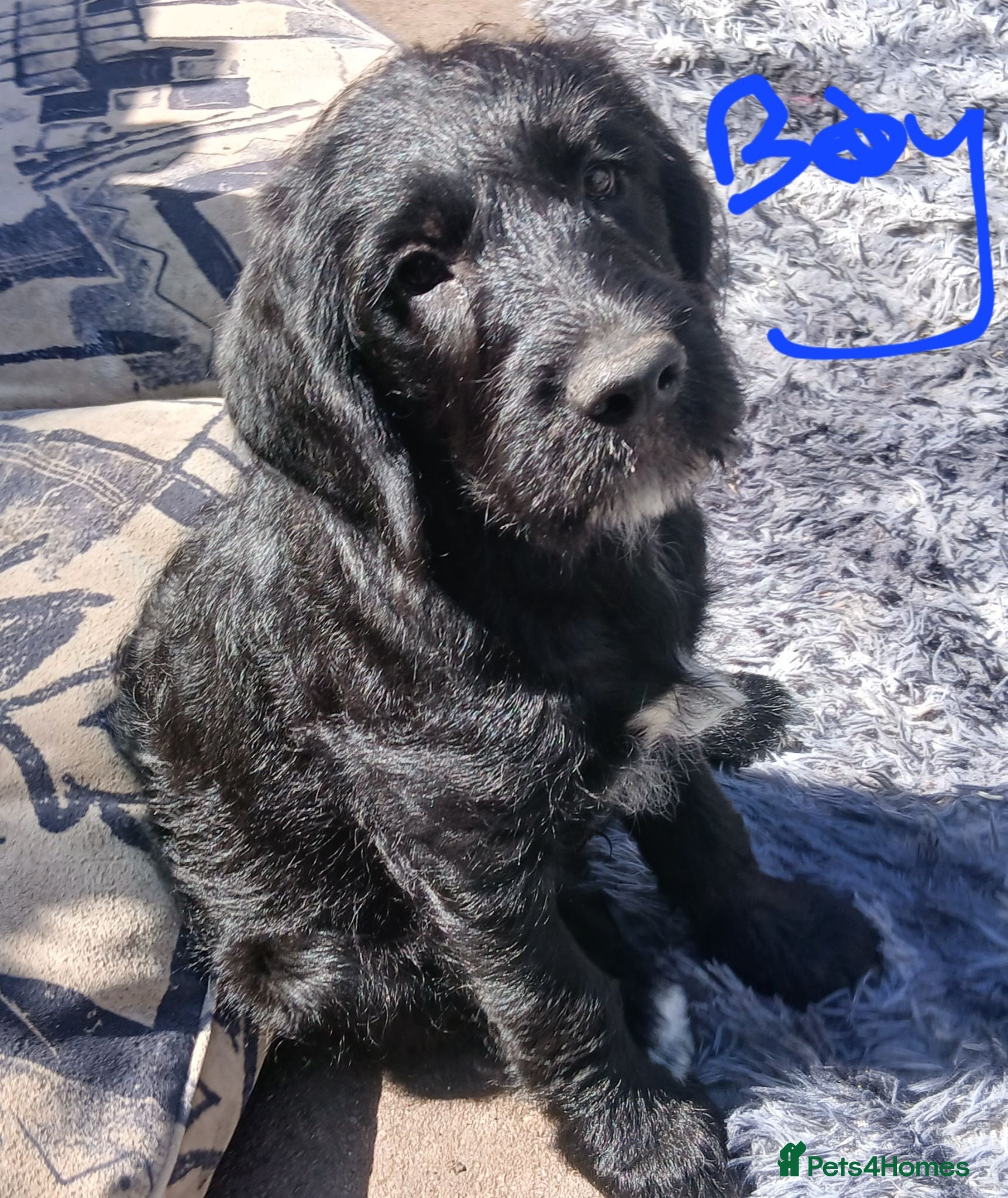 Mixed Breed dogs Adorable Cockapoo x Puppies Ready for new homes - Advert 11