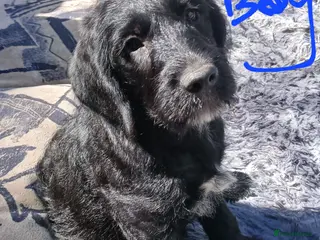 Mixed Breed dogs Adorable Cockapoo x Puppies Ready for new homes - Advert 2