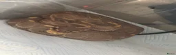 Python Snake reptiles for sale: Ball pythons for rehoming! - Advert 4