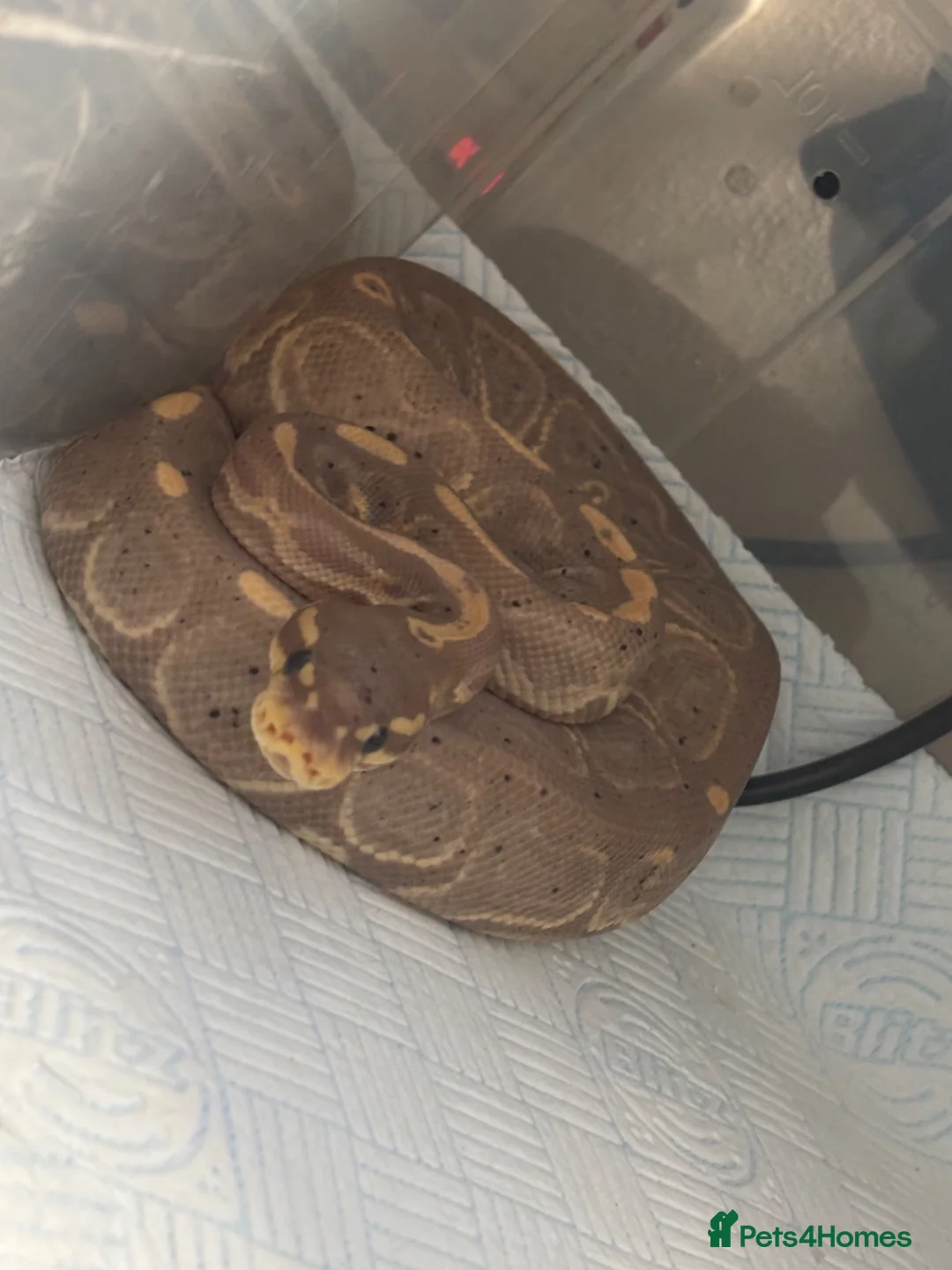 Python Snake reptiles for sale: Ball pythons for rehoming! - Advert 4