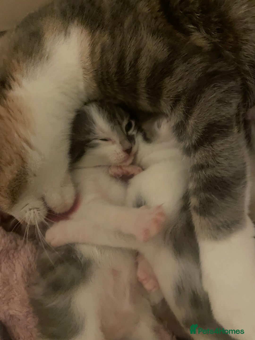 Mixed Breed cats for sale: 3 BOYS AVAILABLE - Advert 3