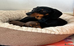Miniature Dachshund dogs for sale: Two beautiful, sweet natured little boy puppies  - Image 13