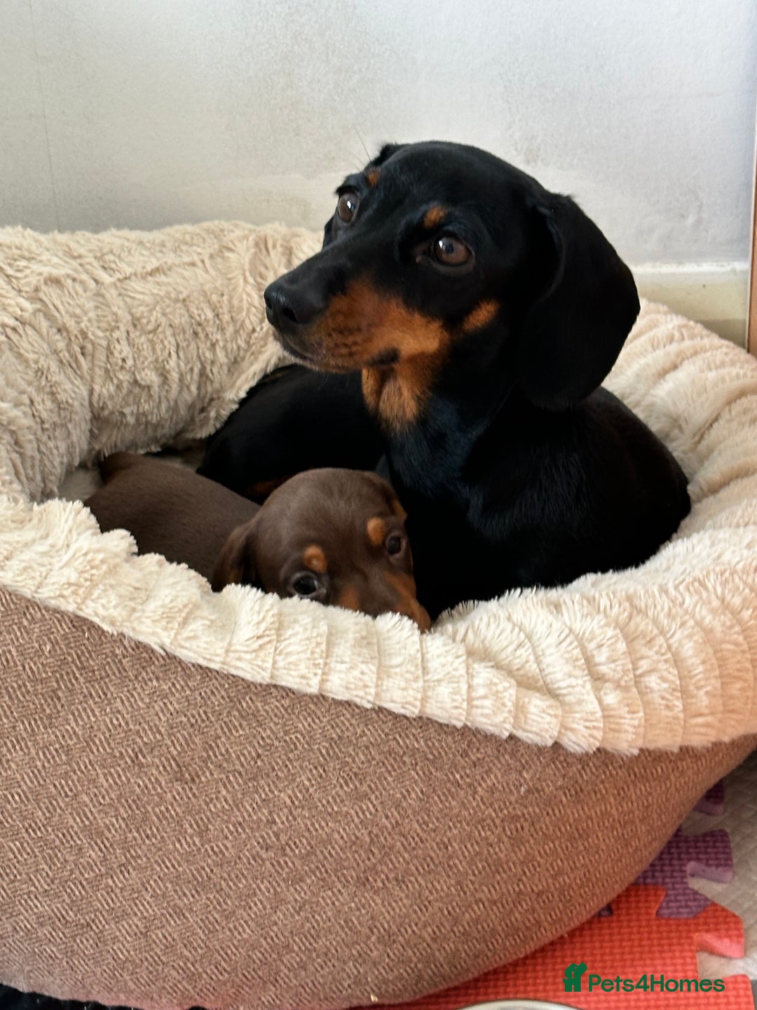 Miniature Dachshund dogs for sale: Two beautiful, sweet natured little boy puppies  - Image 13