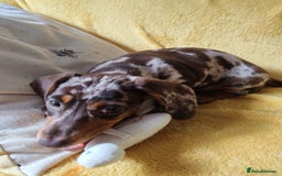 Miniature Dachshund dogs for sale: MINIATURE DACHSHUND FOR SALE  - Image 6