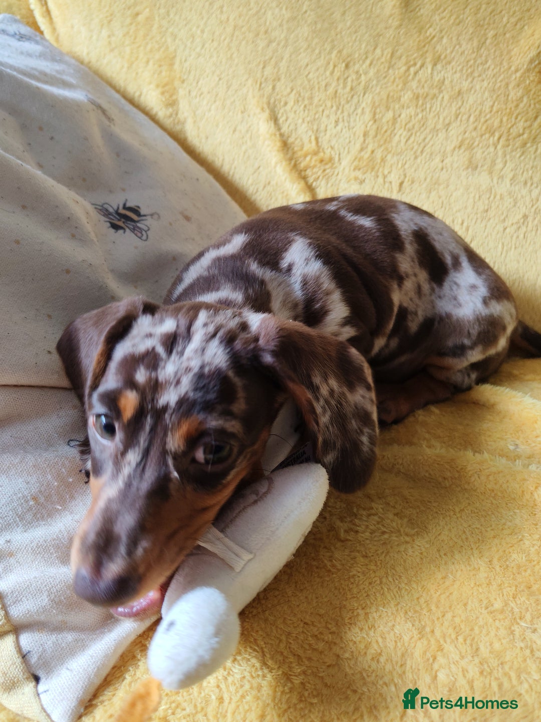 Miniature Dachshund dogs for sale: MINIATURE DACHSHUND FOR SALE  - Image 6