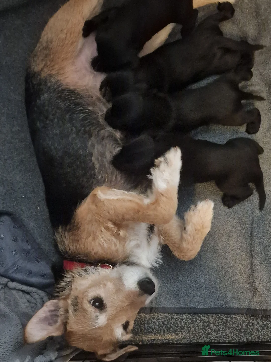 Patterdale Terrier dogs for sale: ❤️🐕Beautiful Patterdale puppies for sale🐕❤️ - Advert 13