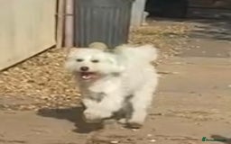 Maltipoo dogs for sale: NEW FAMILY FOR SUPER MALTIPOO BOY - Image 5