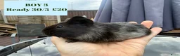 Guinea Pig rodents for sale: Baby Guinea Pigs-male & female - Advert 8