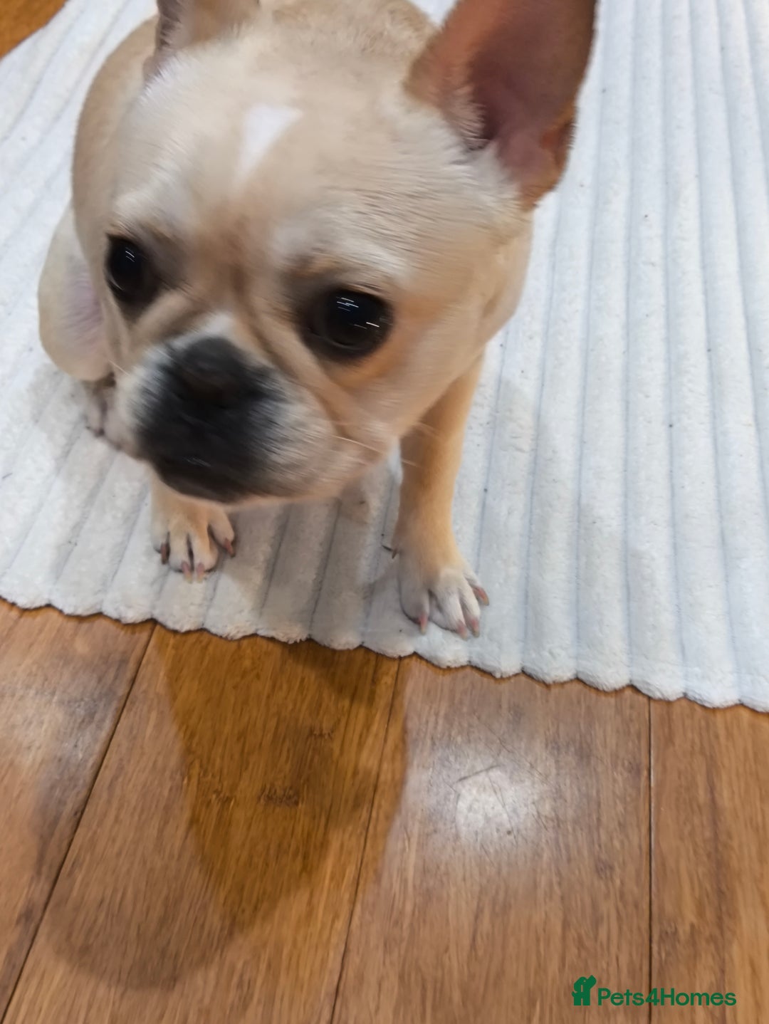 French Bulldog dogs for sale: French bulldog  - Advert 7