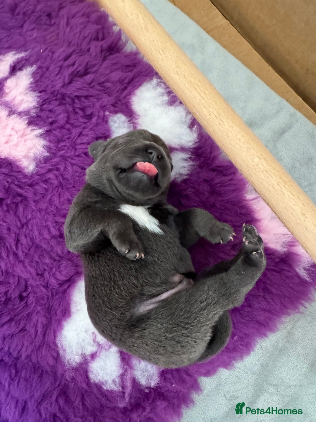 Staffordshire Bull Terrier dogs for sale: Valglo champion cross Bronson line blue/black pups - Image 5