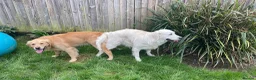 Golden Retriever dogs for stud: Amazing kc proven stud in Barnet - Advert 5