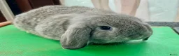 Mini Lop rabbits for sale: Beautiful coloured Mini Lops - Advert 14