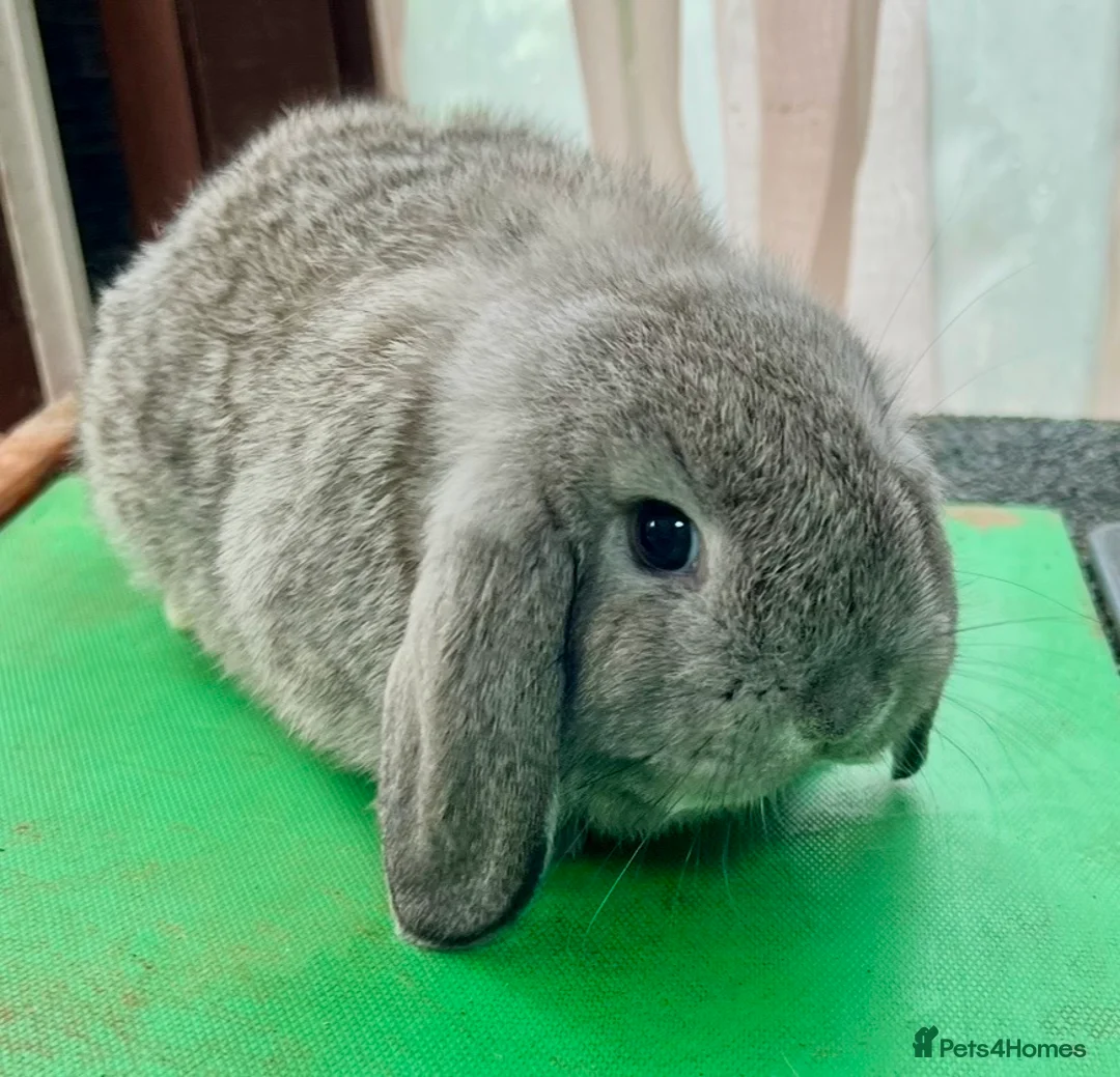 Mini Lop rabbits for sale: Beautiful coloured Mini Lops - Advert 14