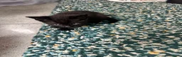 Mixed Breed cats for sale: Kittens for sale in Milton Keynes - Advert 9