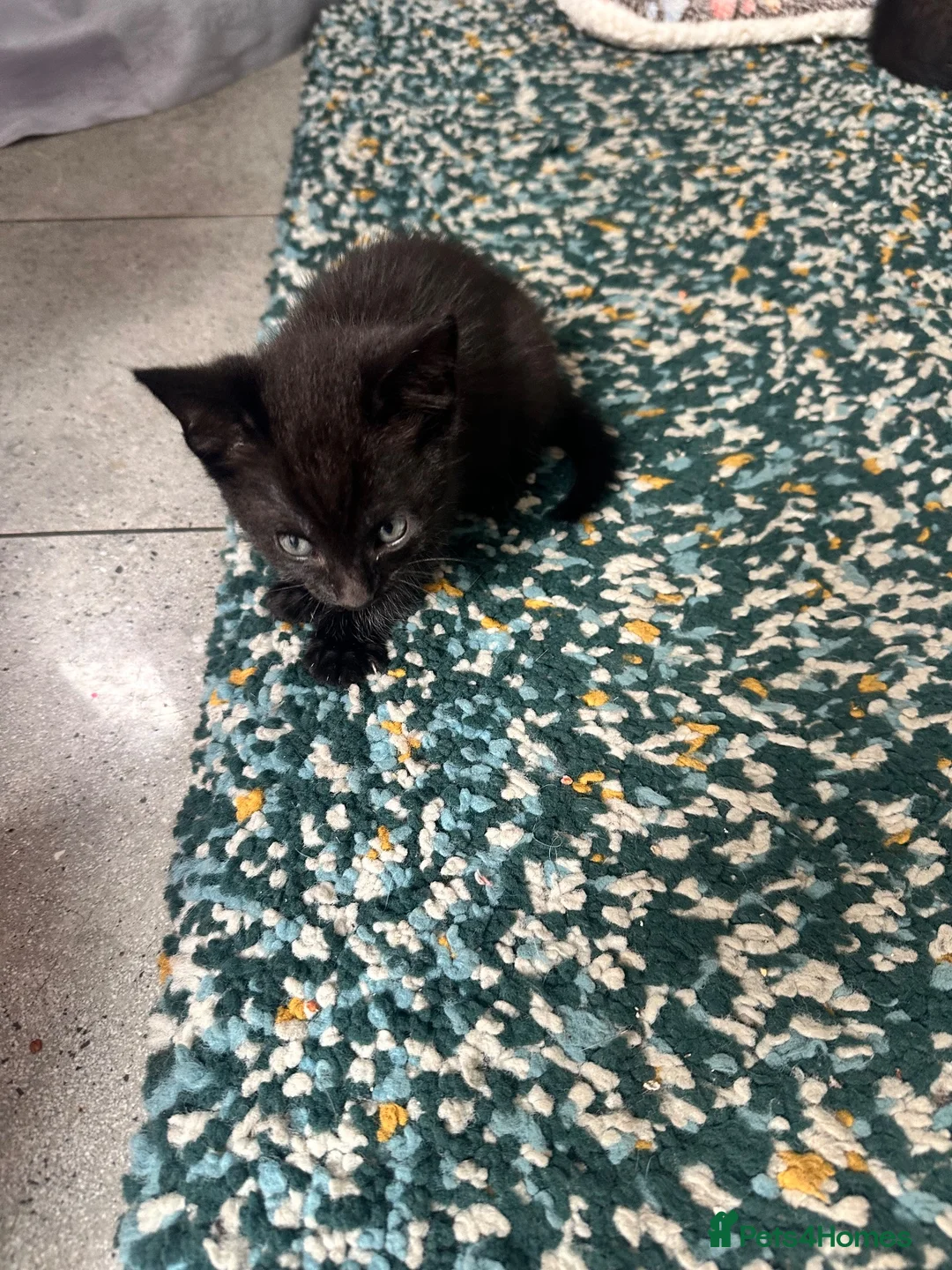 Mixed Breed cats for sale: Kittens for sale in Milton Keynes - Advert 9