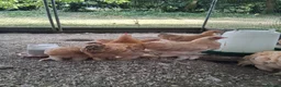 Chickens poultry for sale: Lemon pekin bantam pue breed  in Etchingham - Advert 4