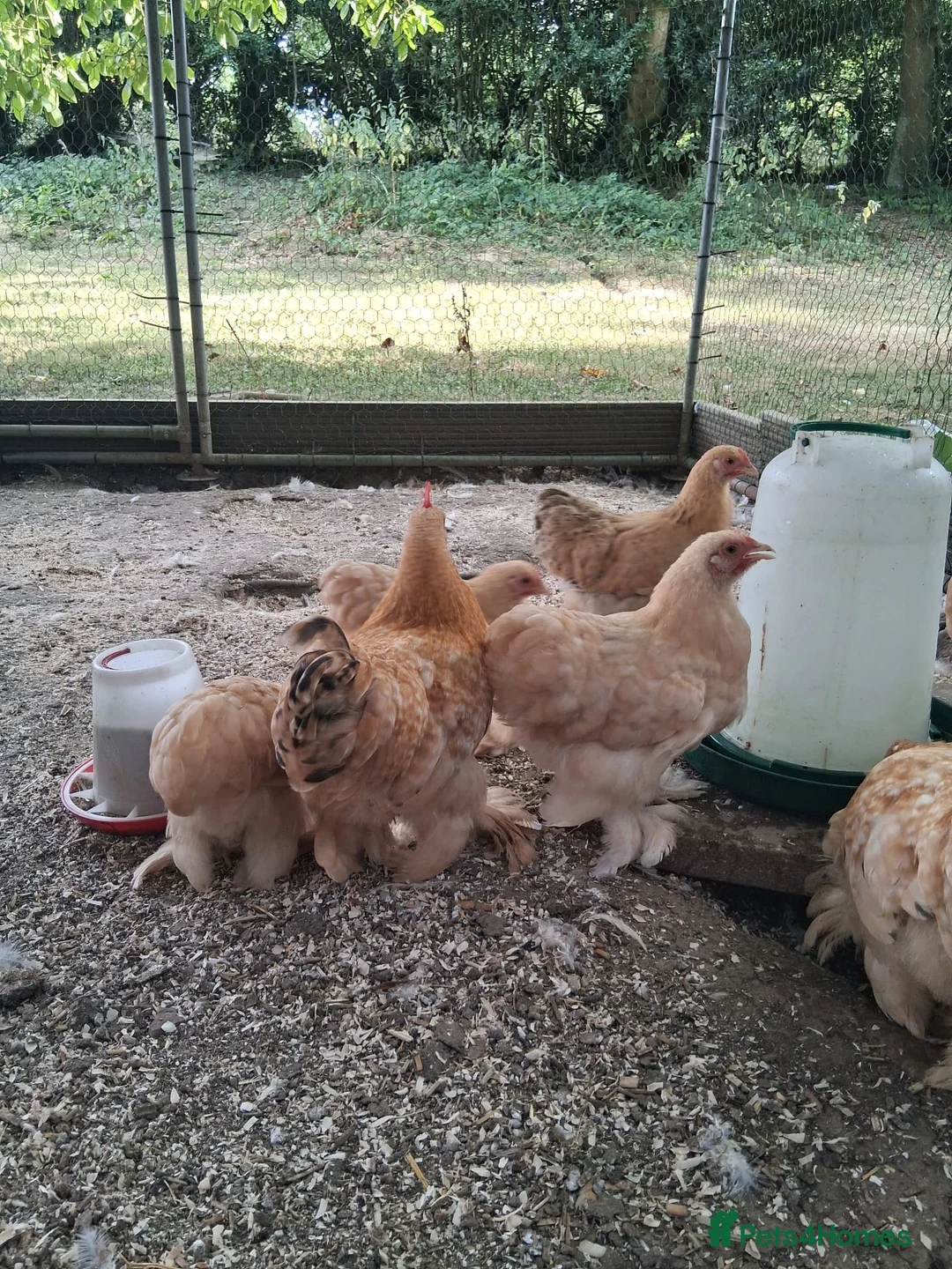 Chickens poultry for sale: Lemon pekin bantam pue breed  in Etchingham - Advert 4