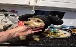 Chorkie dogs for sale: Male chorkie needs forever home - Advert 4
