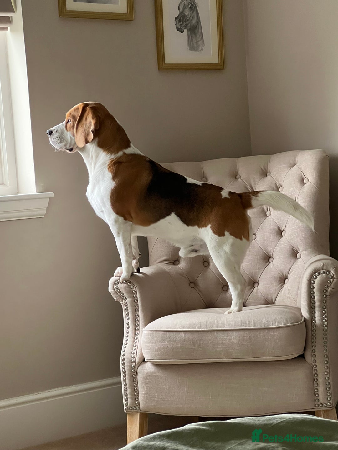 Beagle dogs for stud: KC Registered Beagle for Stud - Advert 7