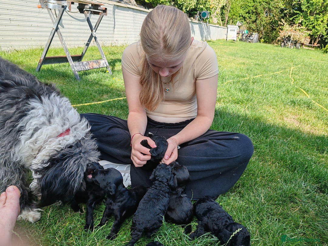 Bordoodle dogs for sale: Borderdoodle  Free five weeks insurance  - Image 17