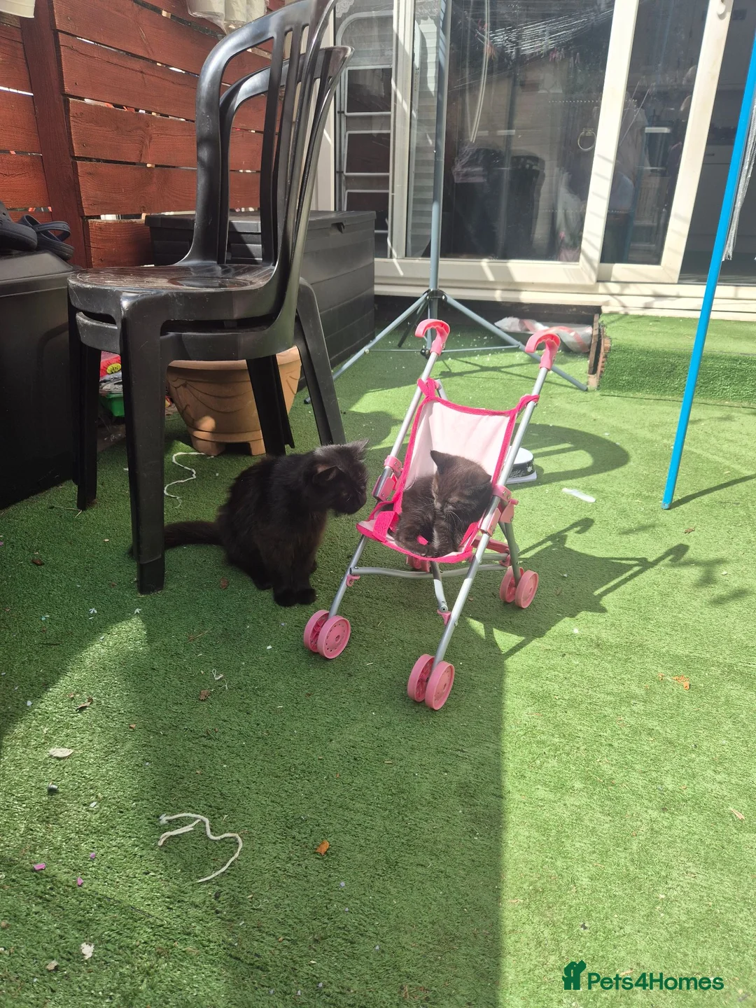 Mixed Breed cats for sale: 2 Boy Kittens in Mitcham - Advert 1